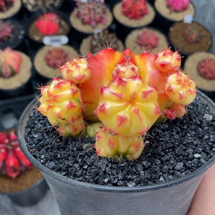 红唇 米哈仙人球