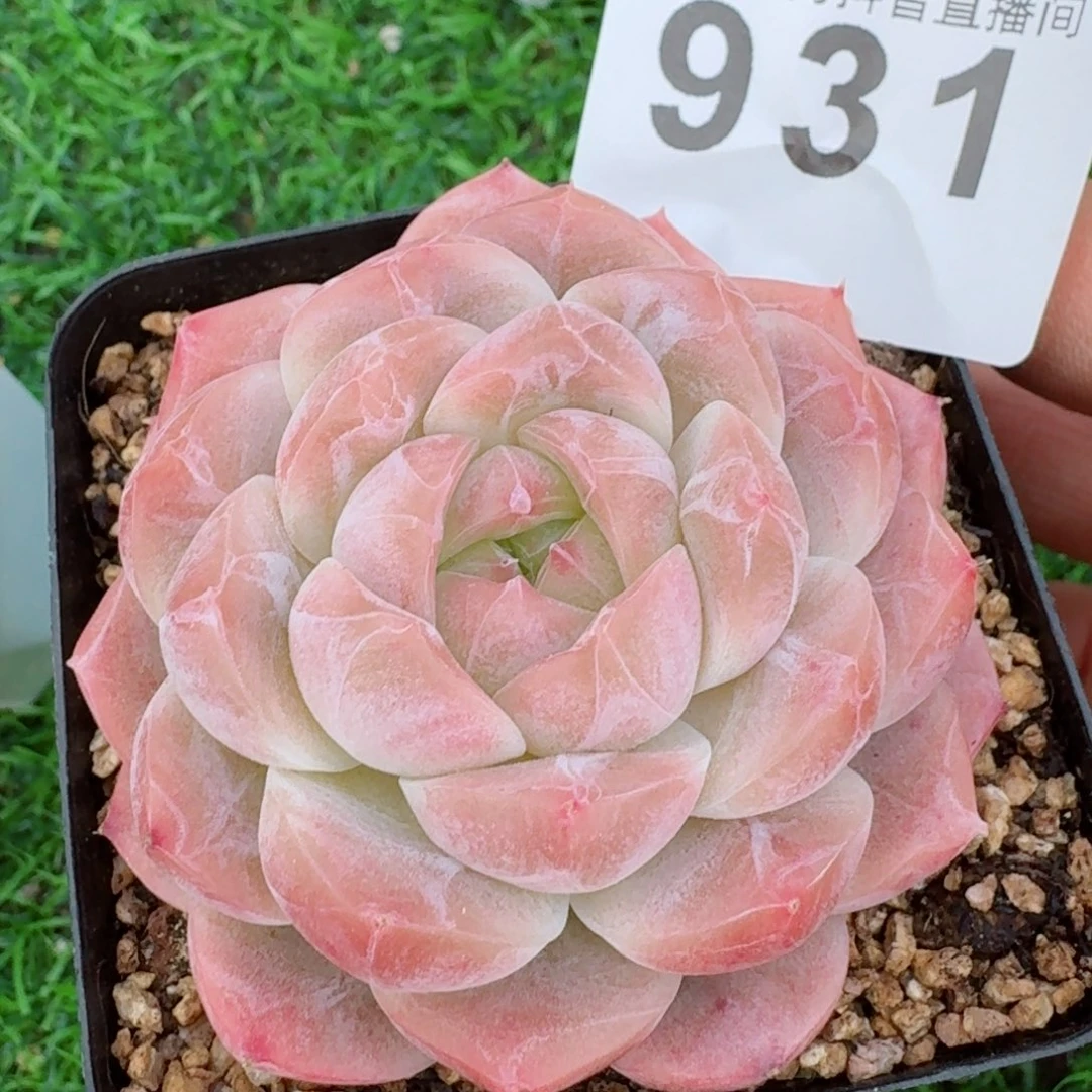 白桃优选         精品多肉