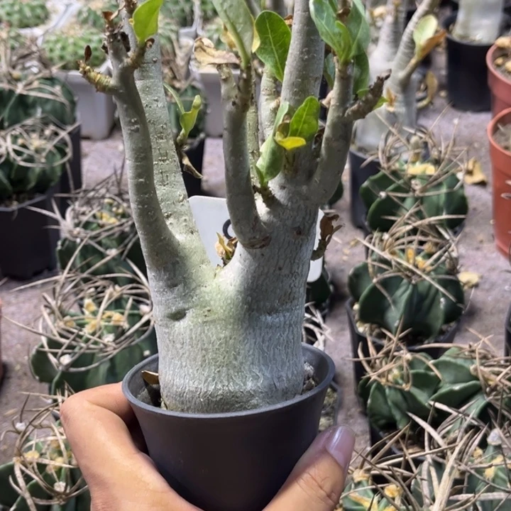 8081沙漠玫瑰好养皮实