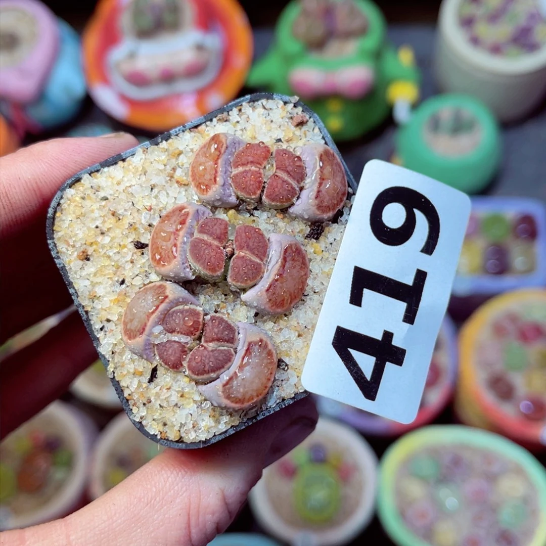 419生石花带盆发