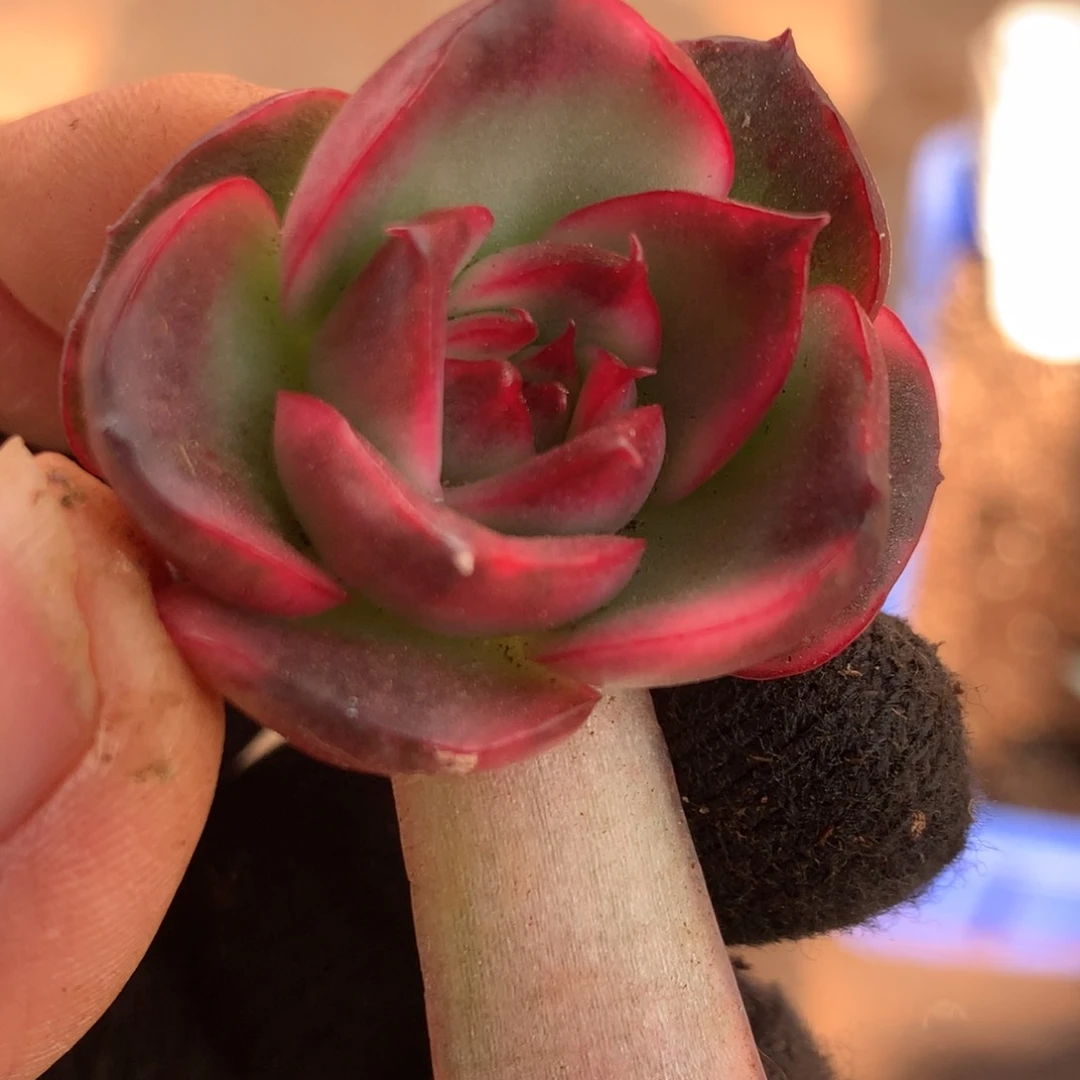 野马j j j j j j j j