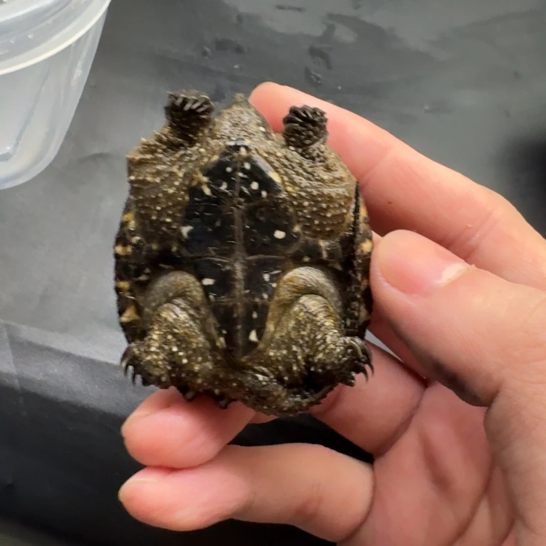 不分公母小鳄龟111