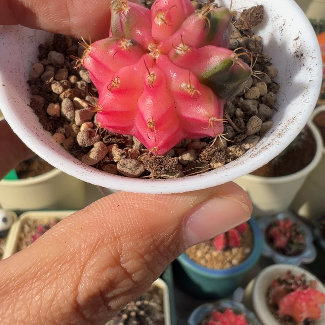 266 好看的米哈冲冲冲