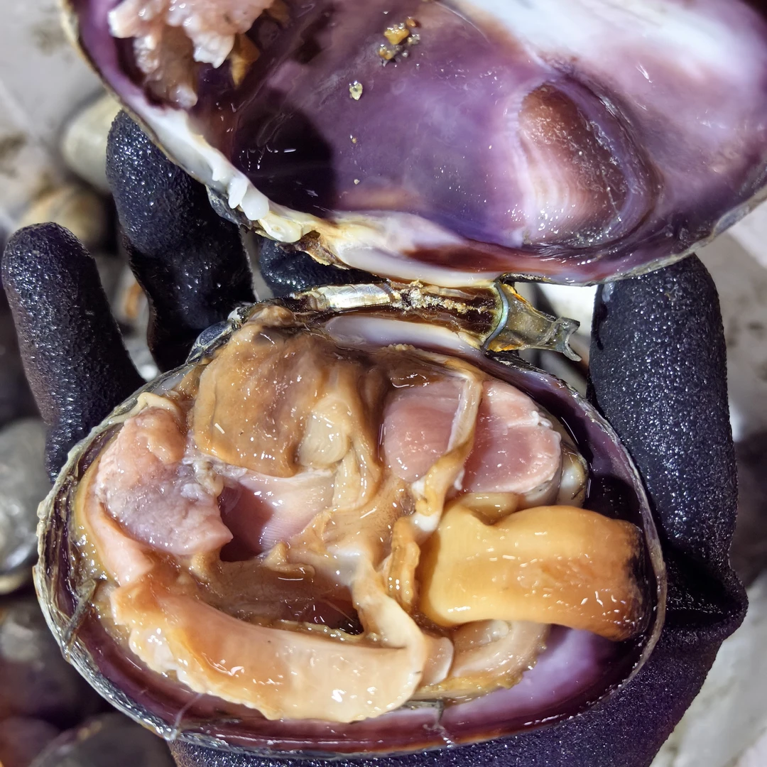 3斤大连本地天鹅蛋紫房石蛤大蛤肉细腻汁多味甜香气浓