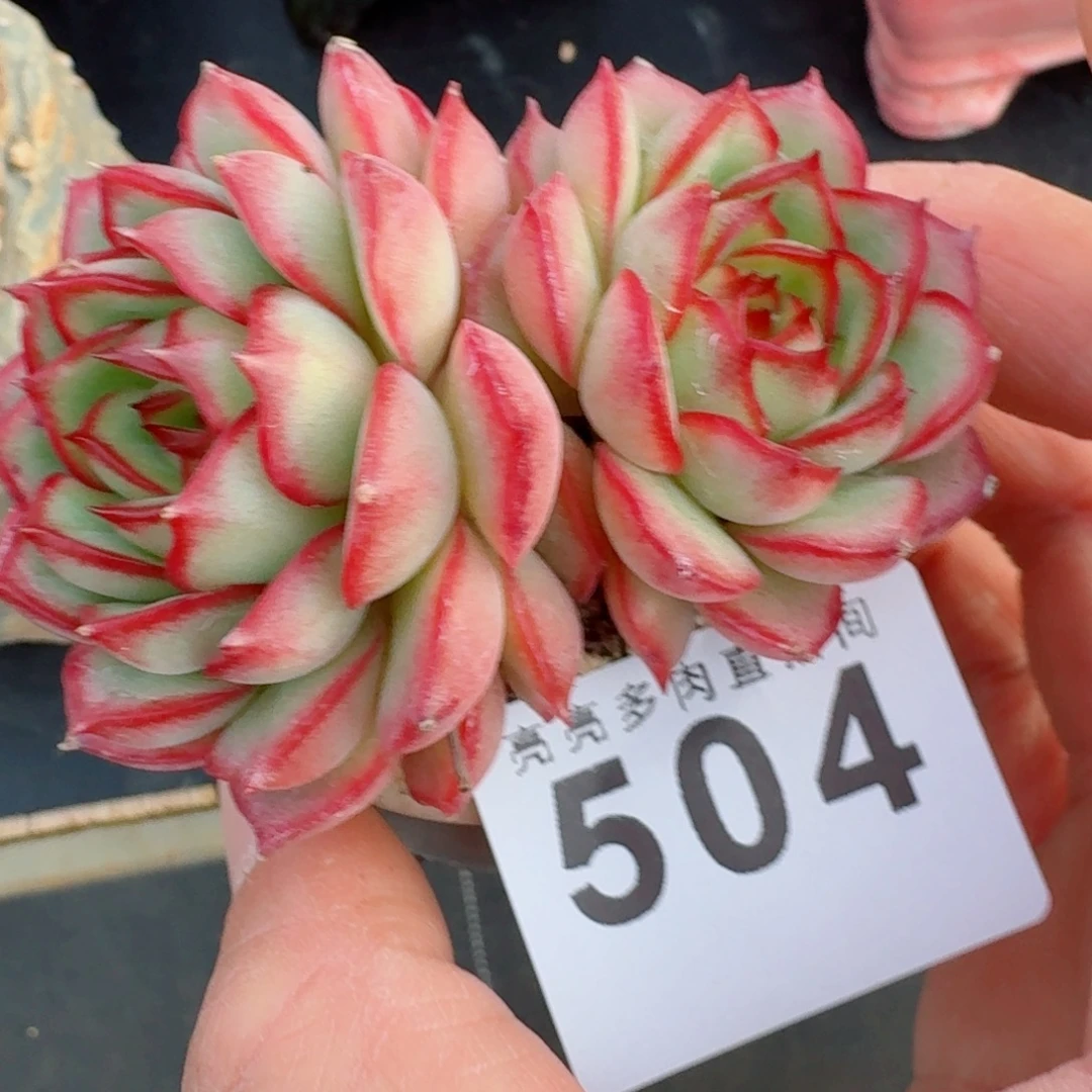 梦幻      愿你一路坦途，乘风破浪展宏图