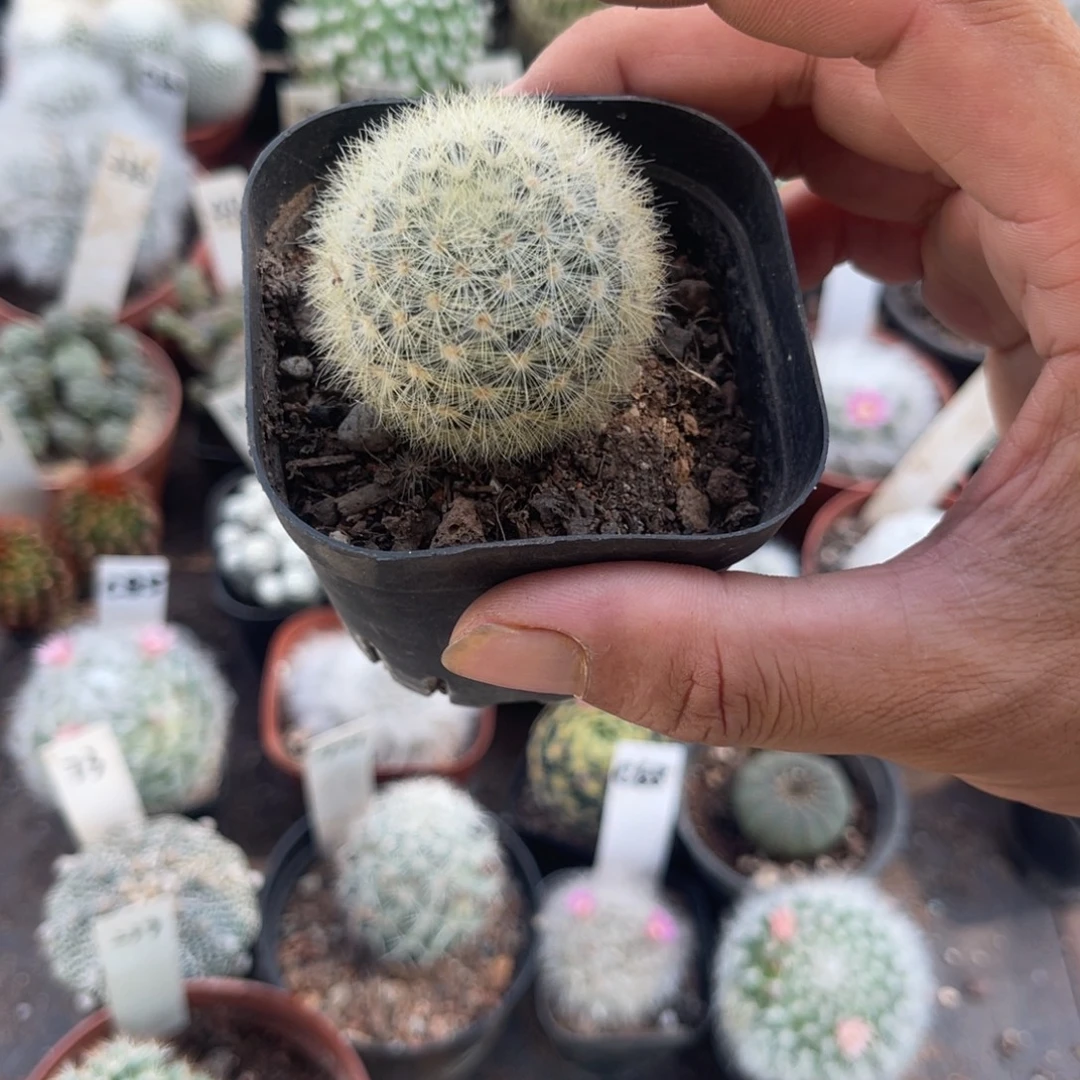馒***头多肉植物仙人球开花