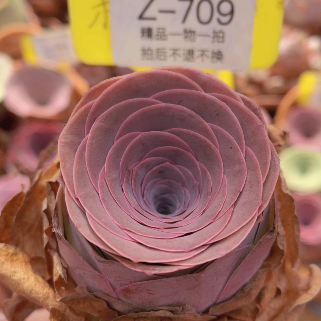 山地玫瑰Z706断枝不包损不售后