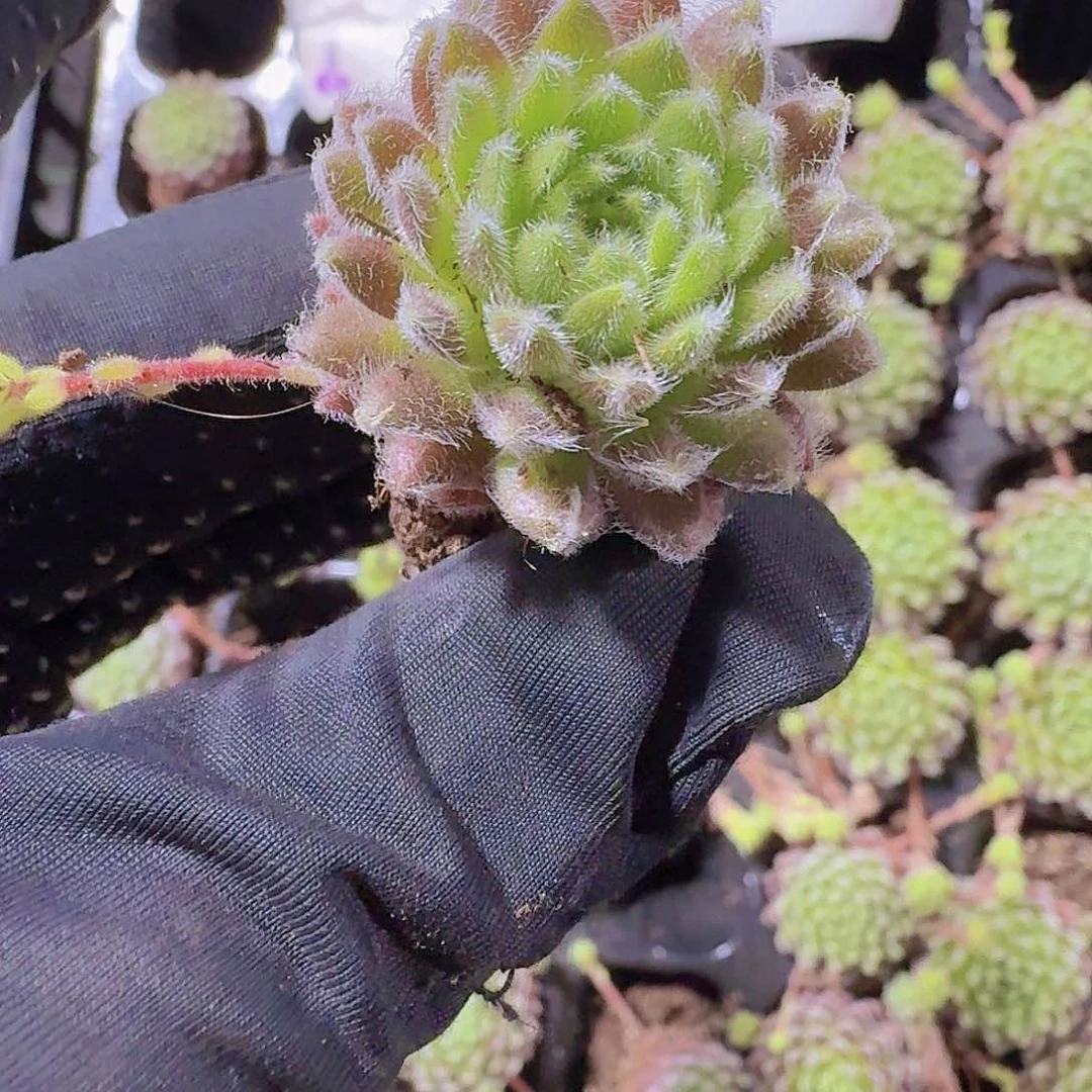 精品优雅两米三颗