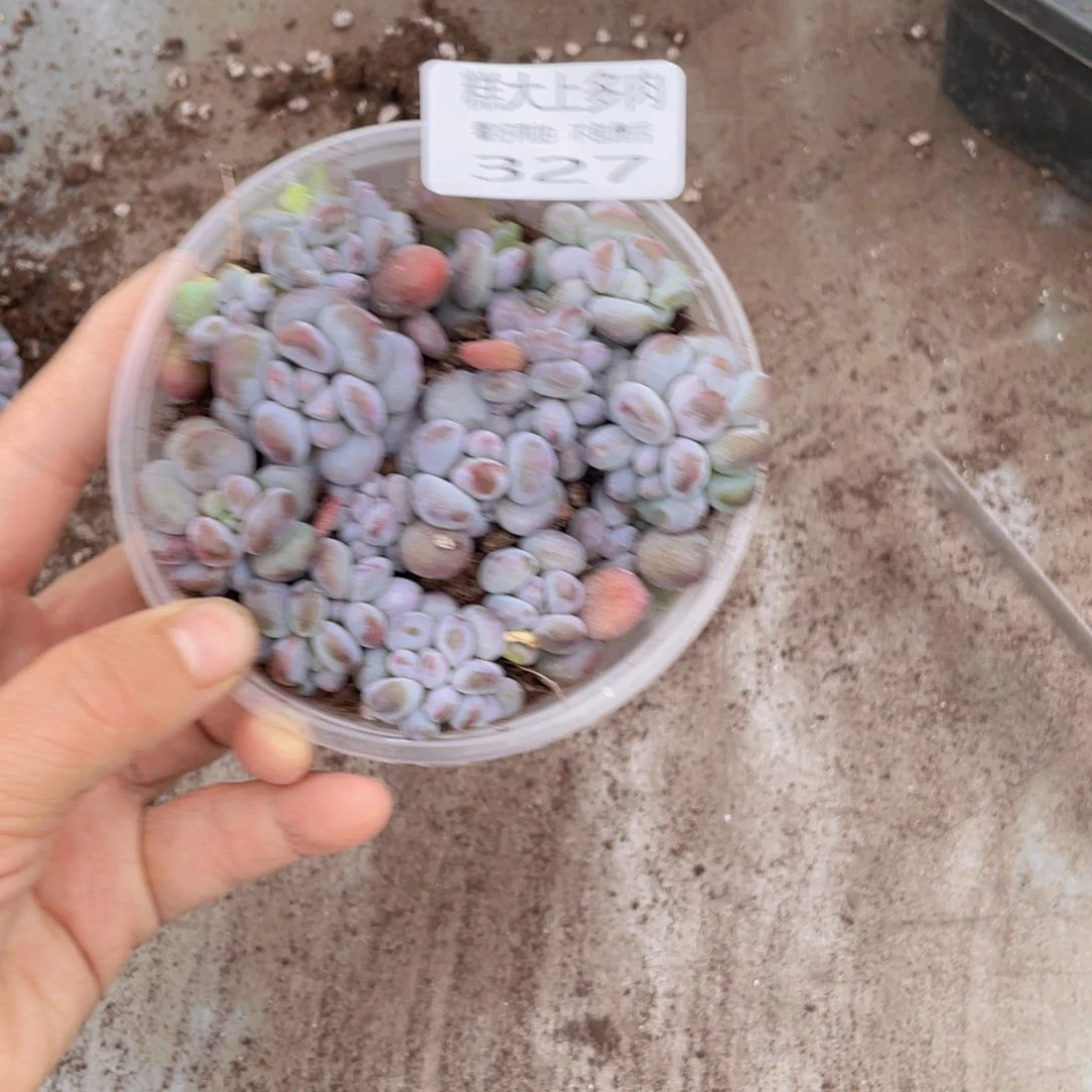 糕大上多肉植物327