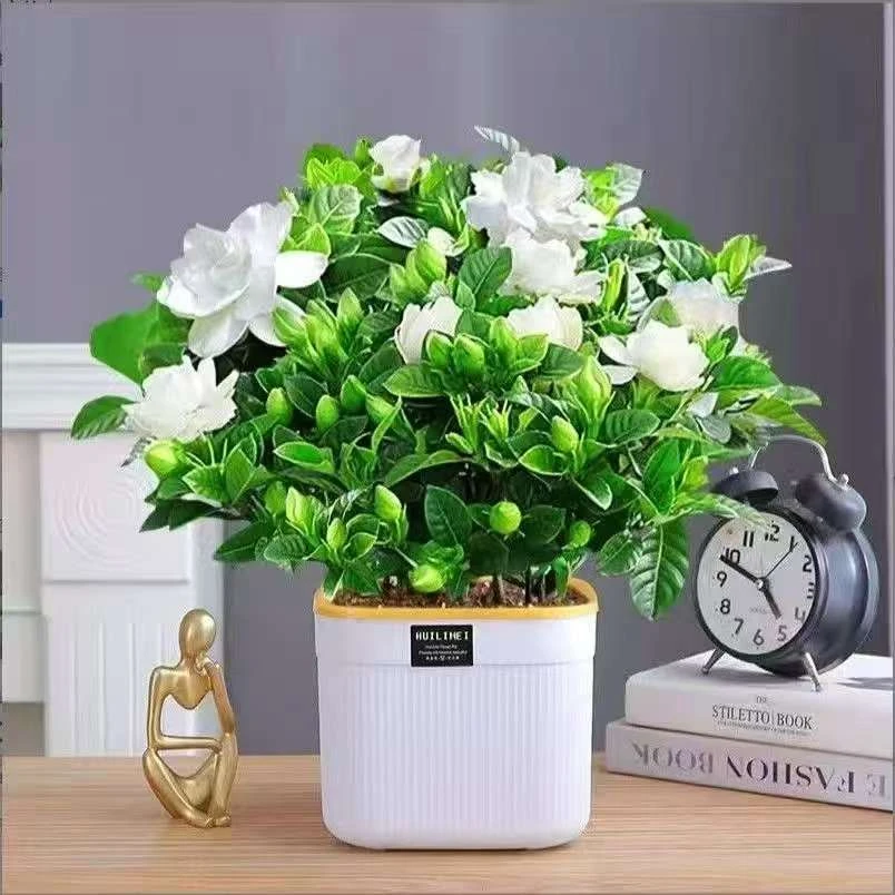 230栀子花带花苞栀子花盆栽花卉植物室内水培桌面绿植四季好养