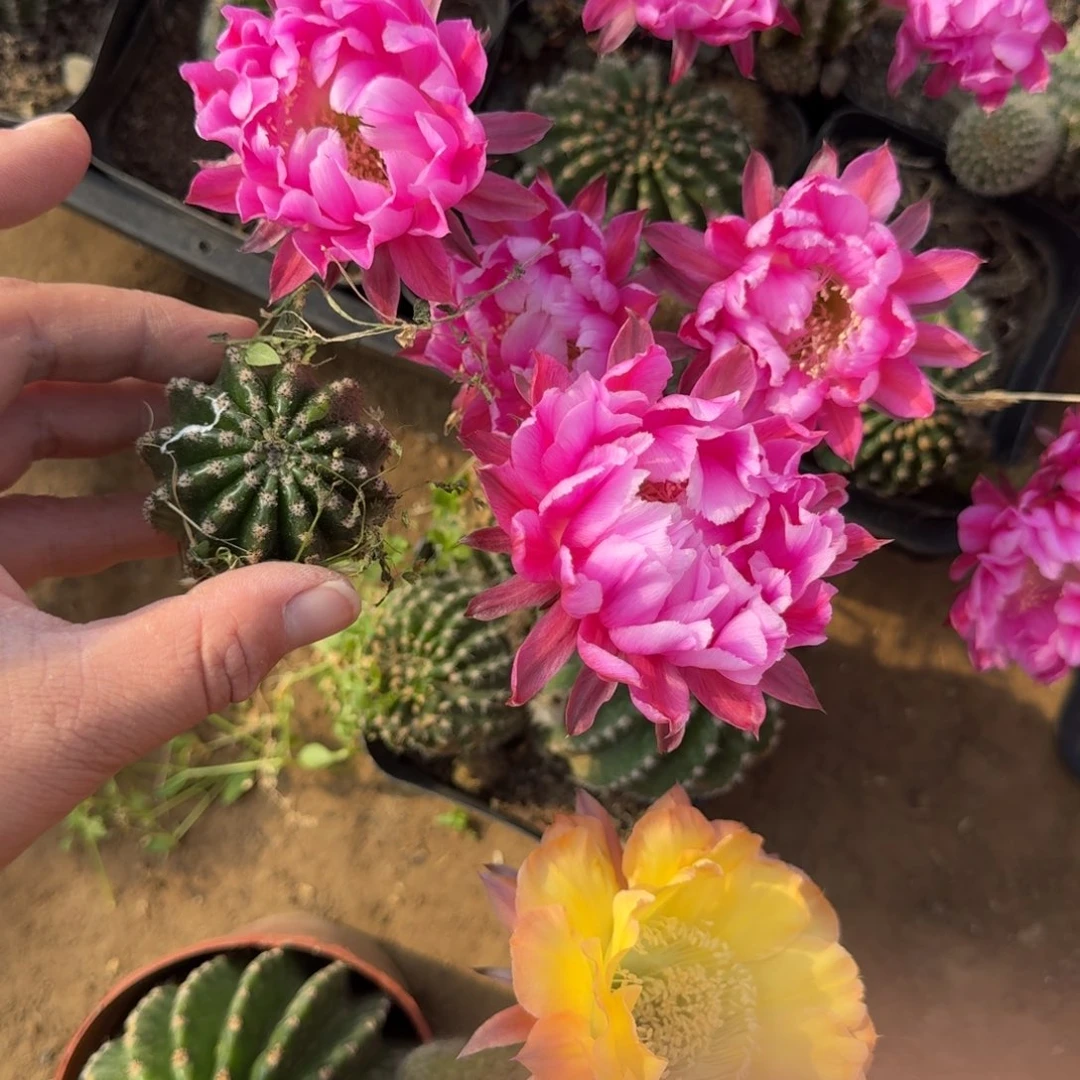 208彩草嫣然无根侧牙4公分左右，20包邮