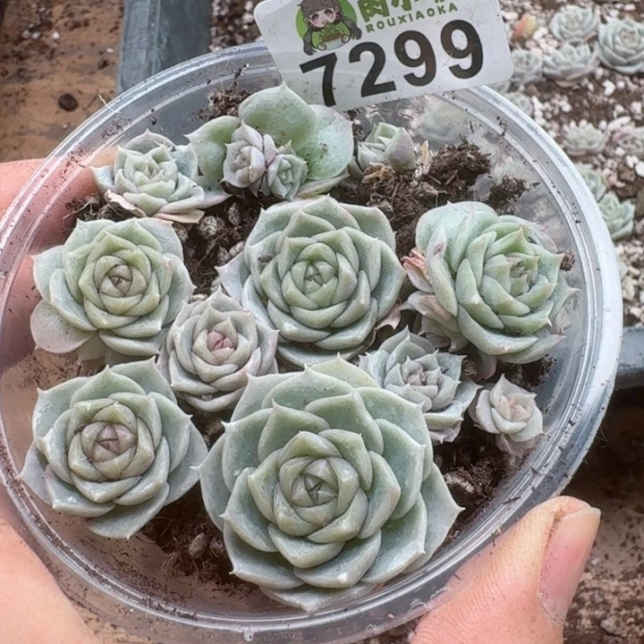 多肉植物多肉植物