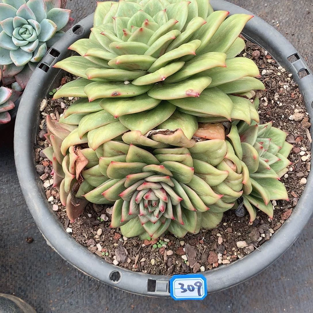 309玫瑰锦 一物一拍多肉