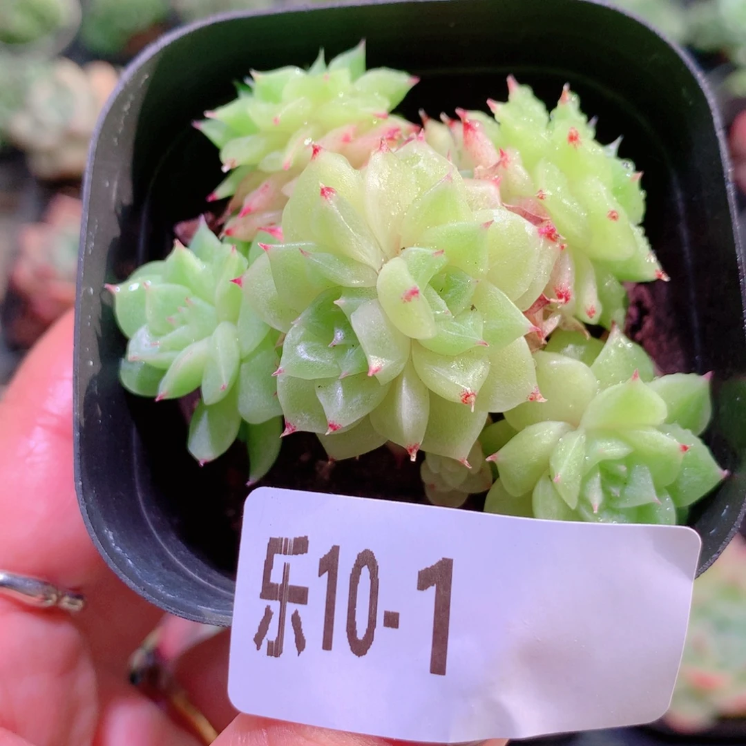 乐然10-1 麦秆群 不包整