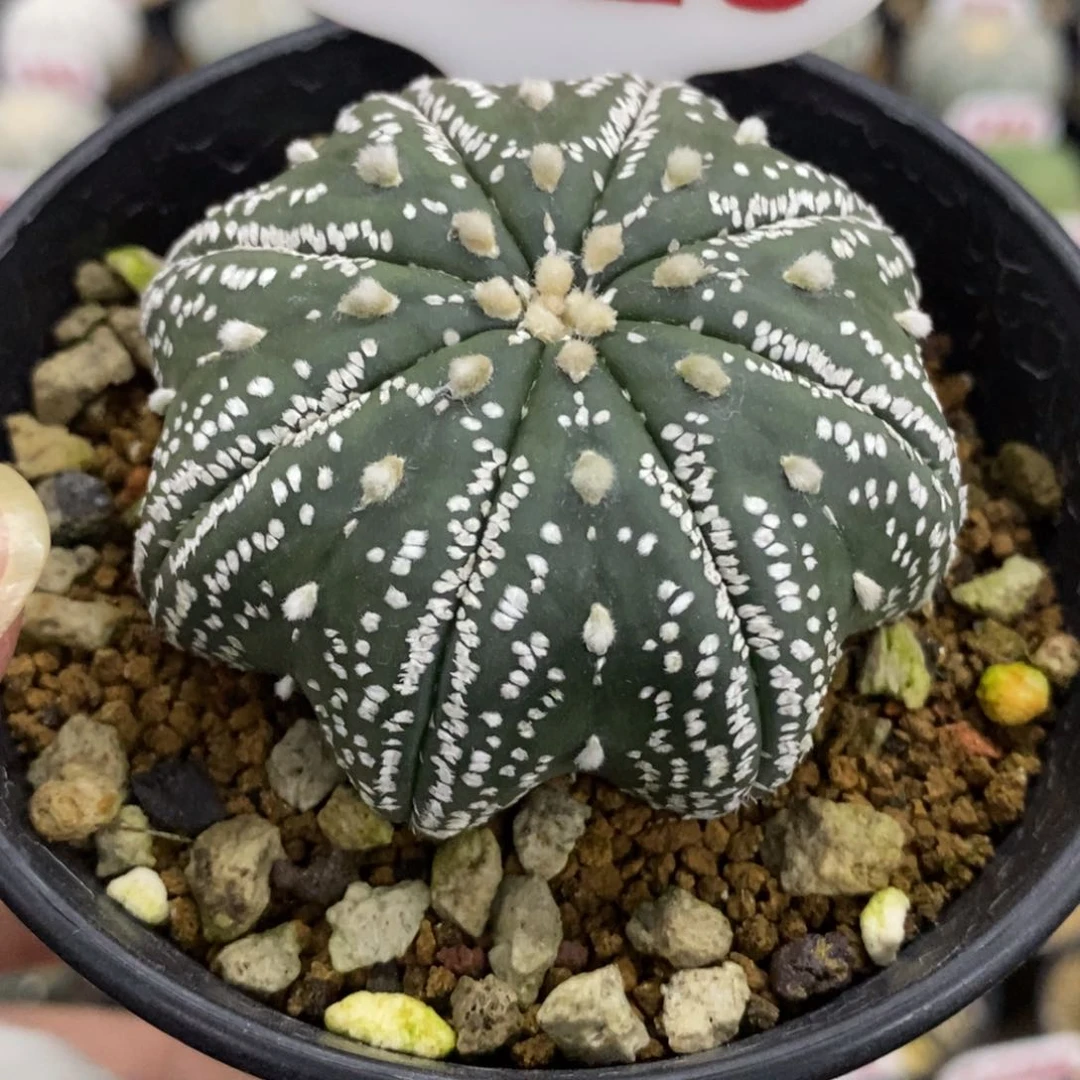 1429琉璃美纹海星超兜