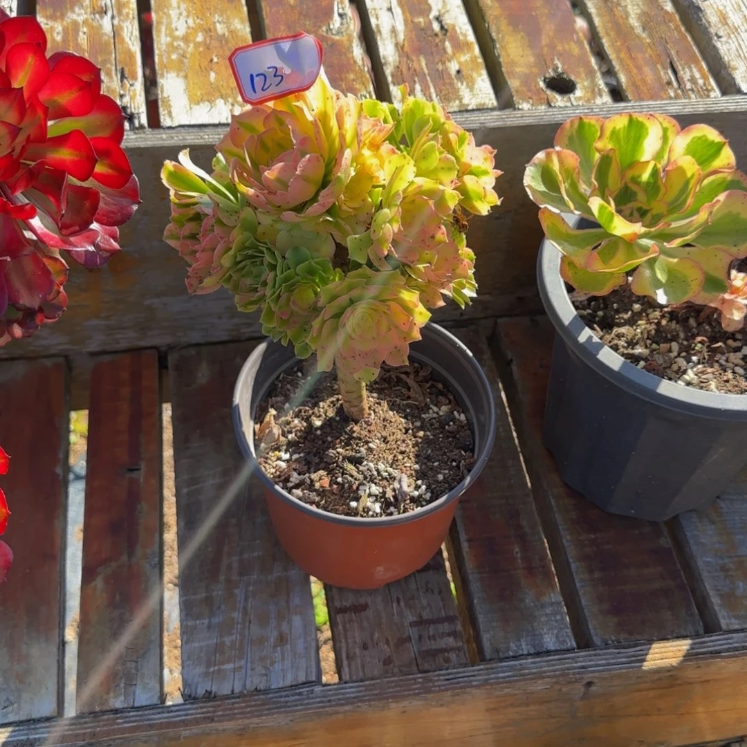 青***果124多肉法师锦111