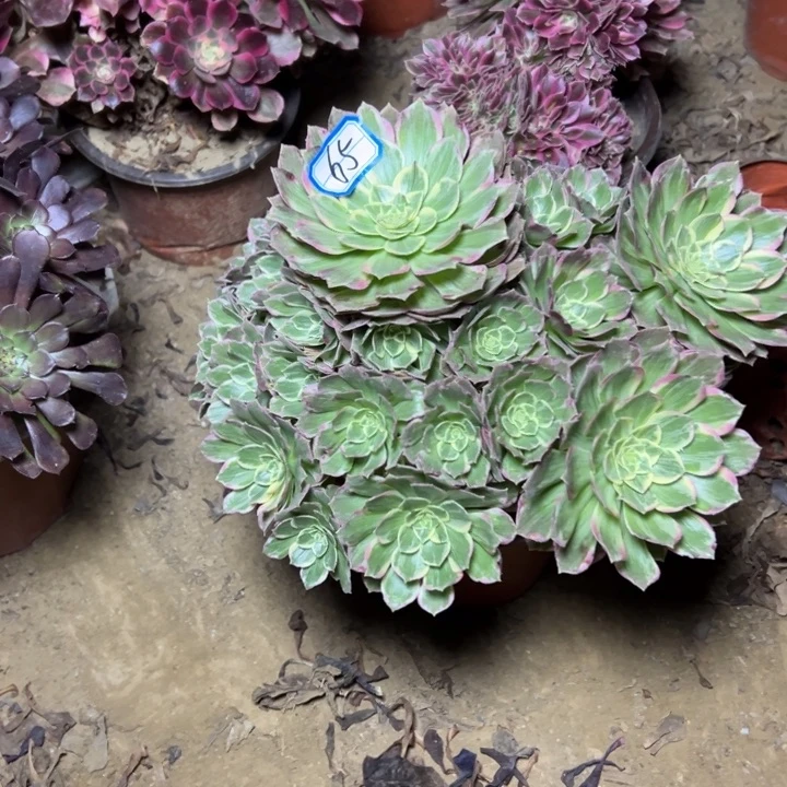 多肉植物药花筒法师65