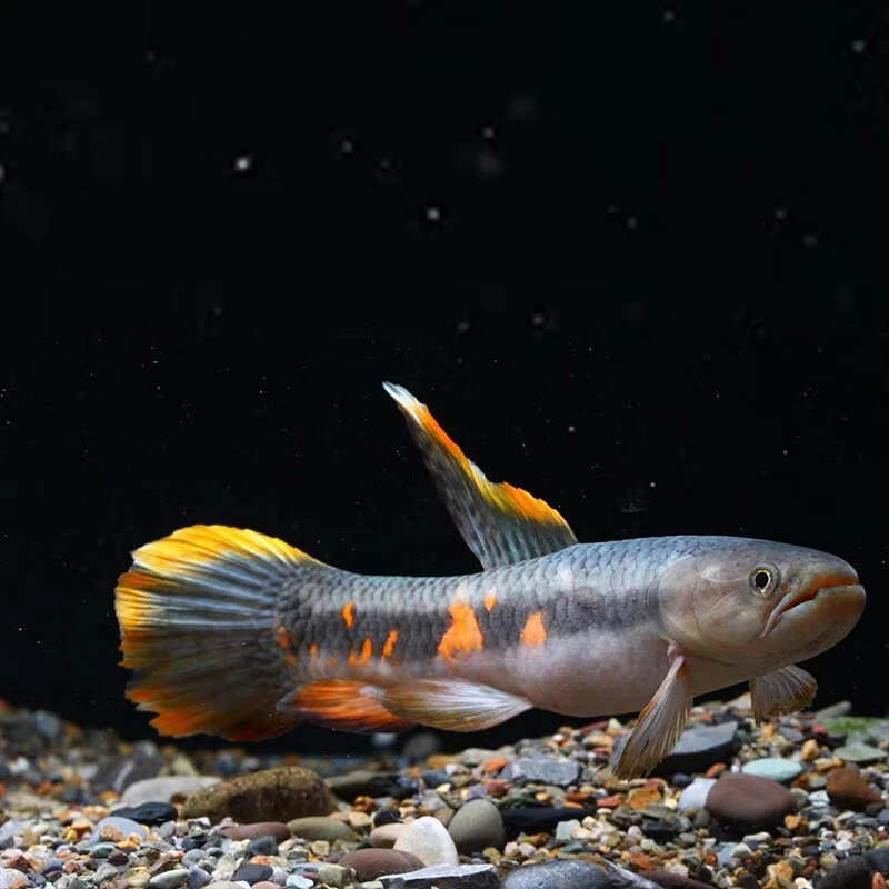 七彩牙鱼便宜出出