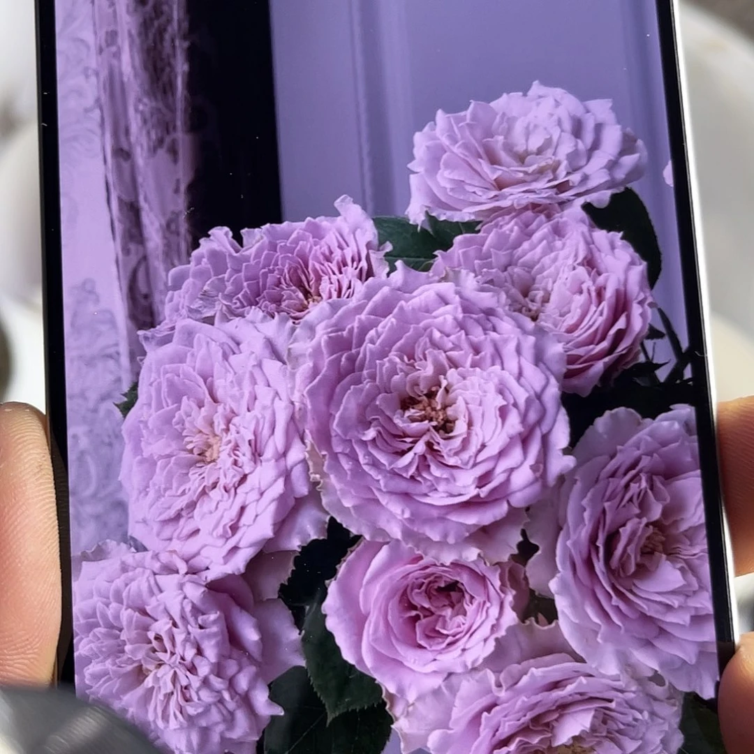 完全开放（蓝色物语）单头10枝