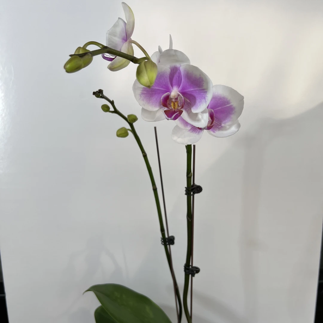 予兰花卉（粉扑扑）带花带花苞3.5寸杯发货
