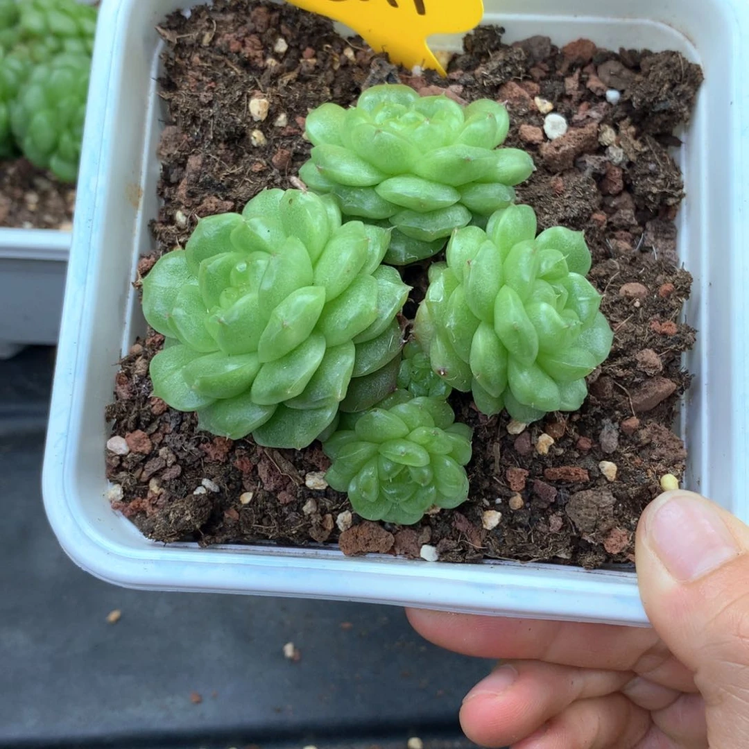 旺***.灯泡珍妮专拍2699