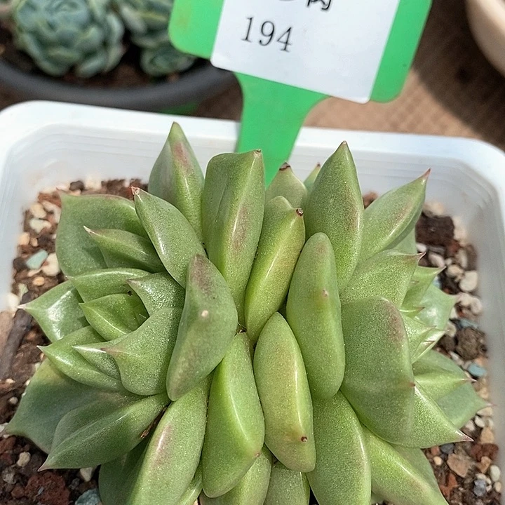 194-直播福利 东云