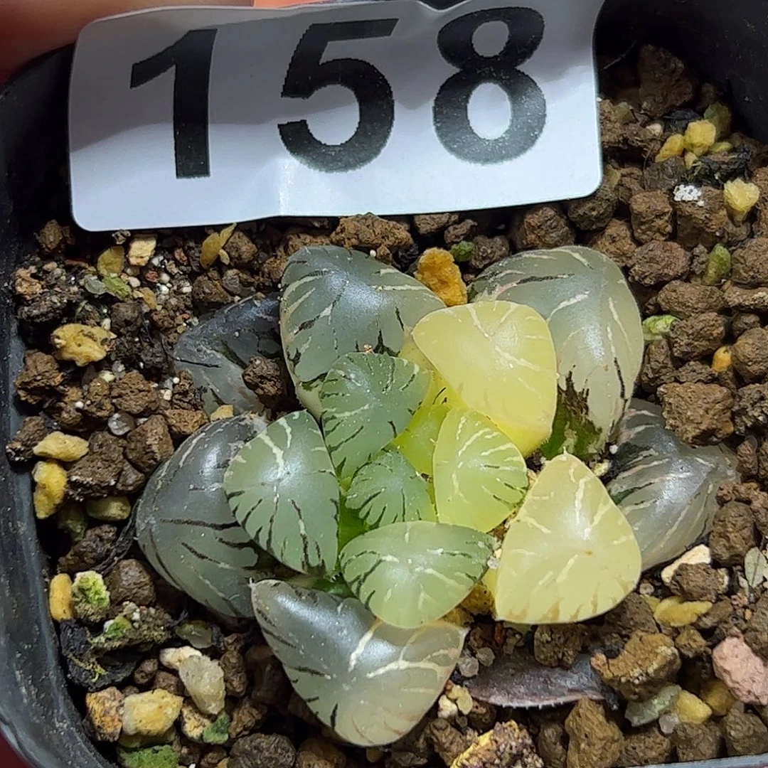 孔明灯锦十二卷多肉植物