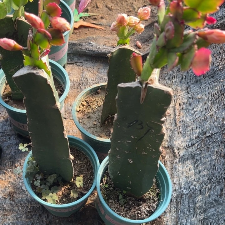 用***861号037黄色重瓣66668