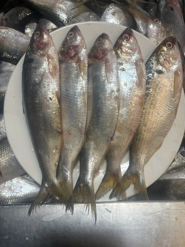 大连批发野生鲮鱼顺丰银鲳鱼老板鱼包邮