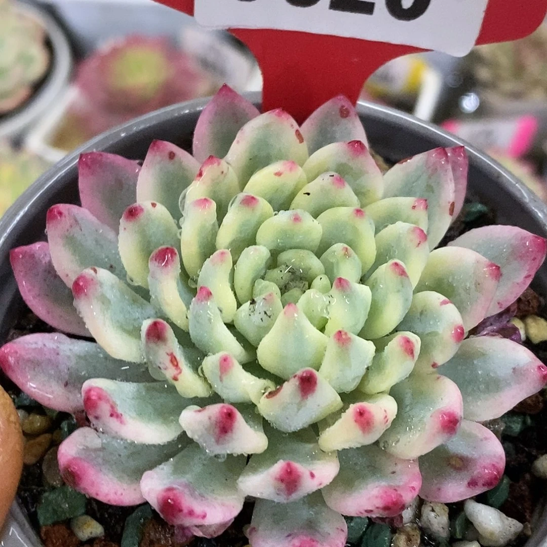 620篮苹果哈哈哈哈哈哈