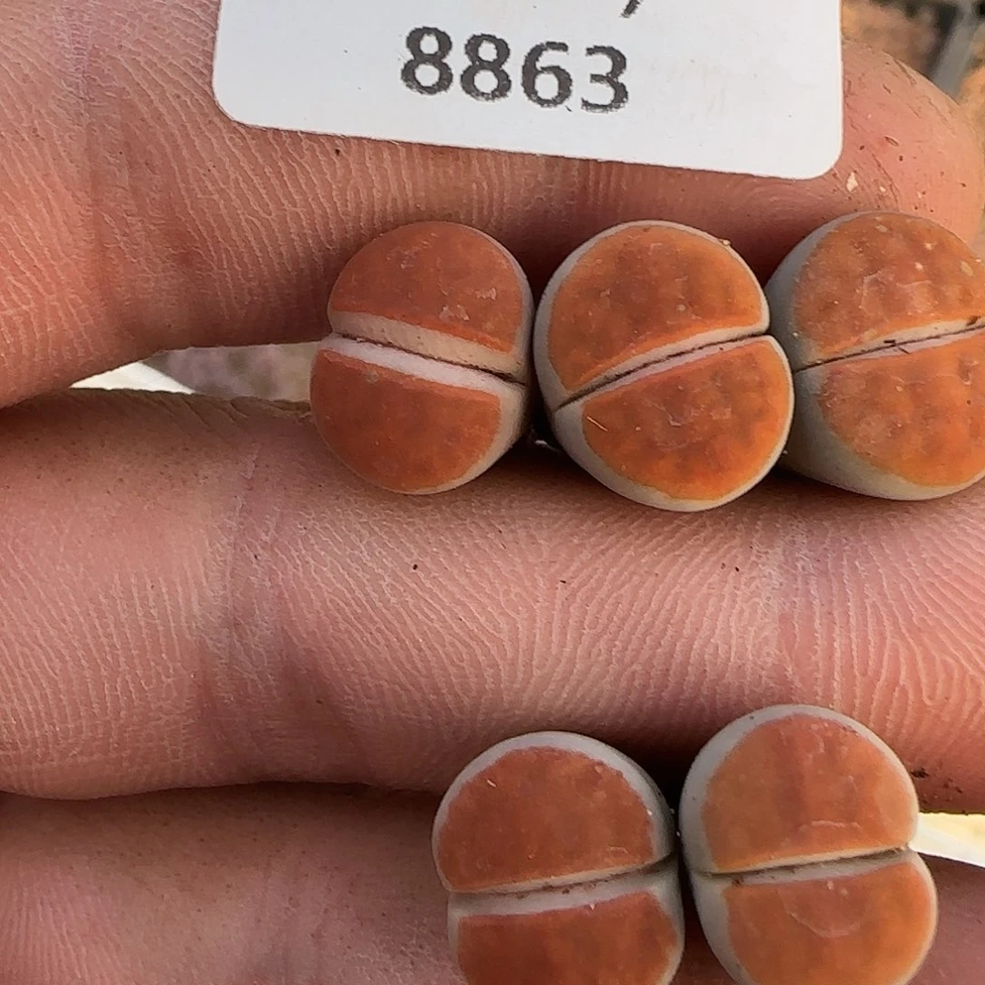 安***x8863。默认脱土。18包邮。偏远88包邮