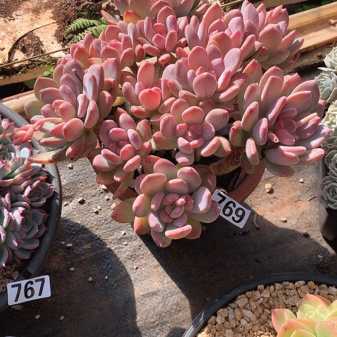 769灰姑娘 一物一拍多肉