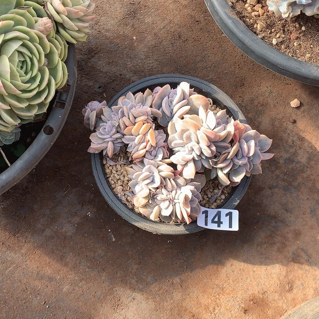 141哈利 一物一拍多肉