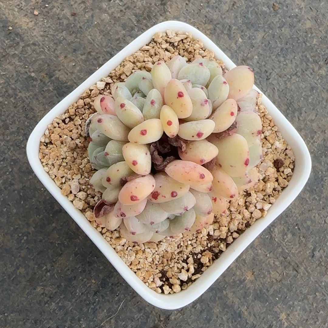 一***只雪爪不带盆土发货