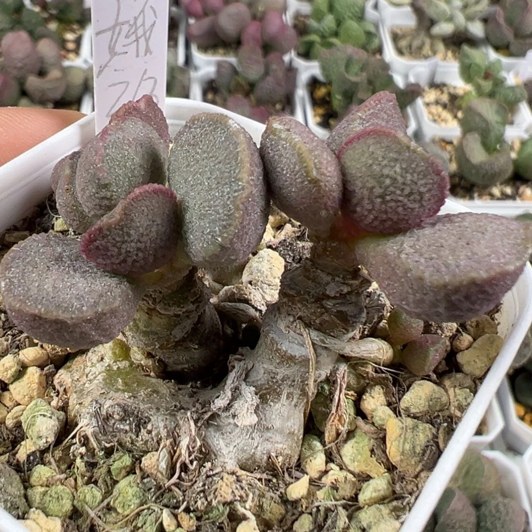 w带桩嫦娥磨砂蛋多肉植物