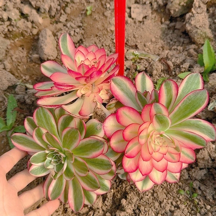 5-3倾城多肉法师