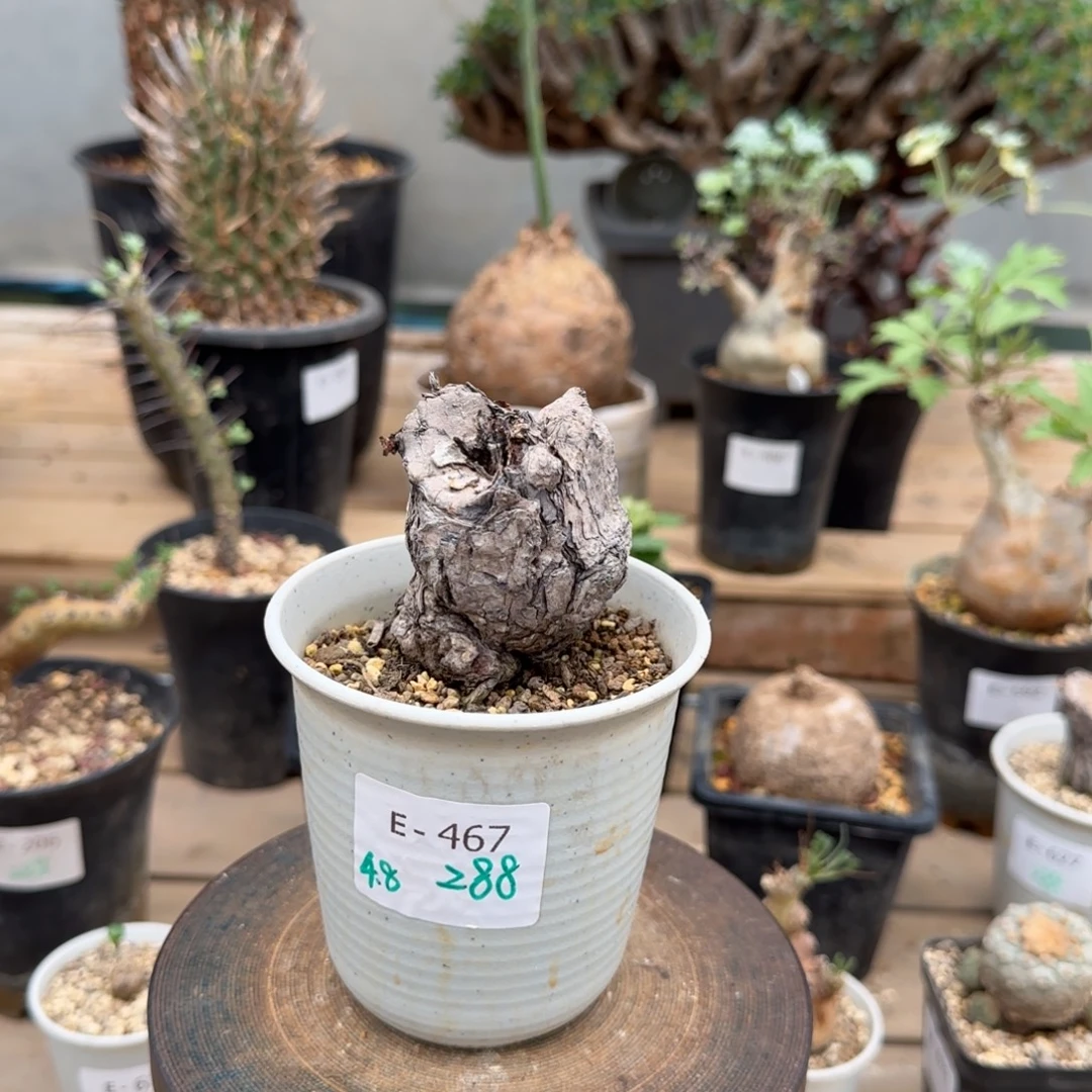 467枯木洋葵块根植物