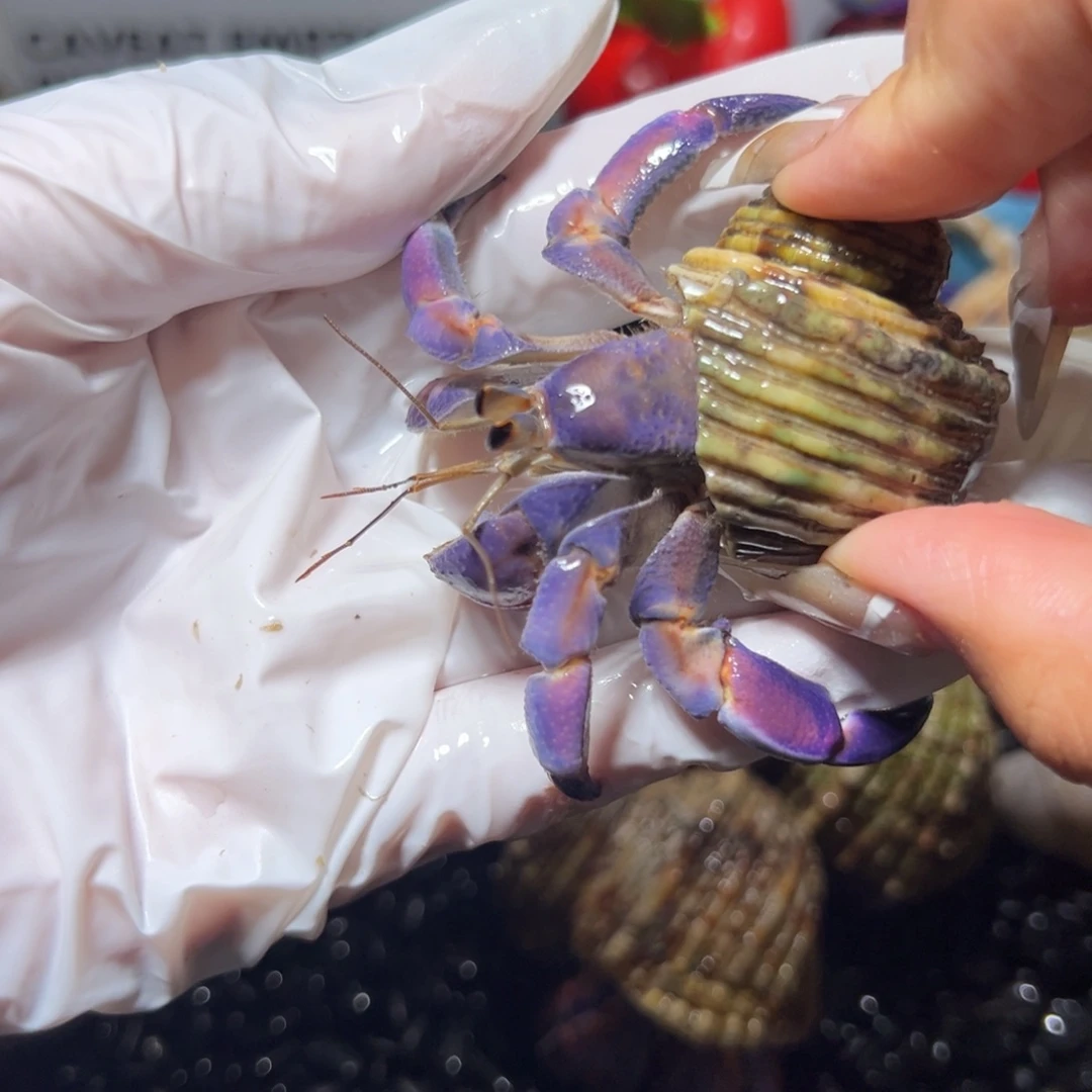 紫粉紫陆口径2.5口