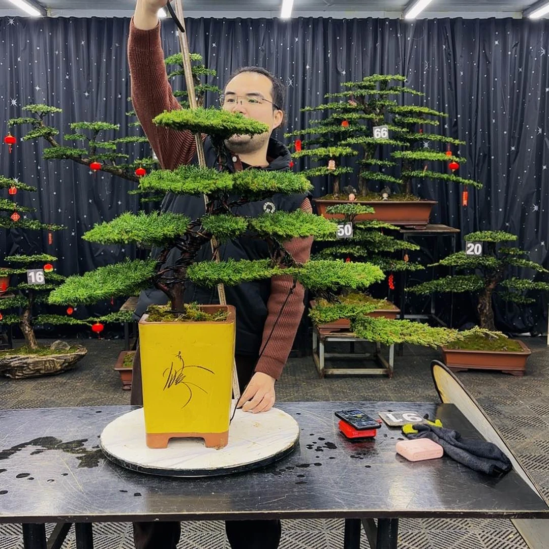 松树柏树造型盆景