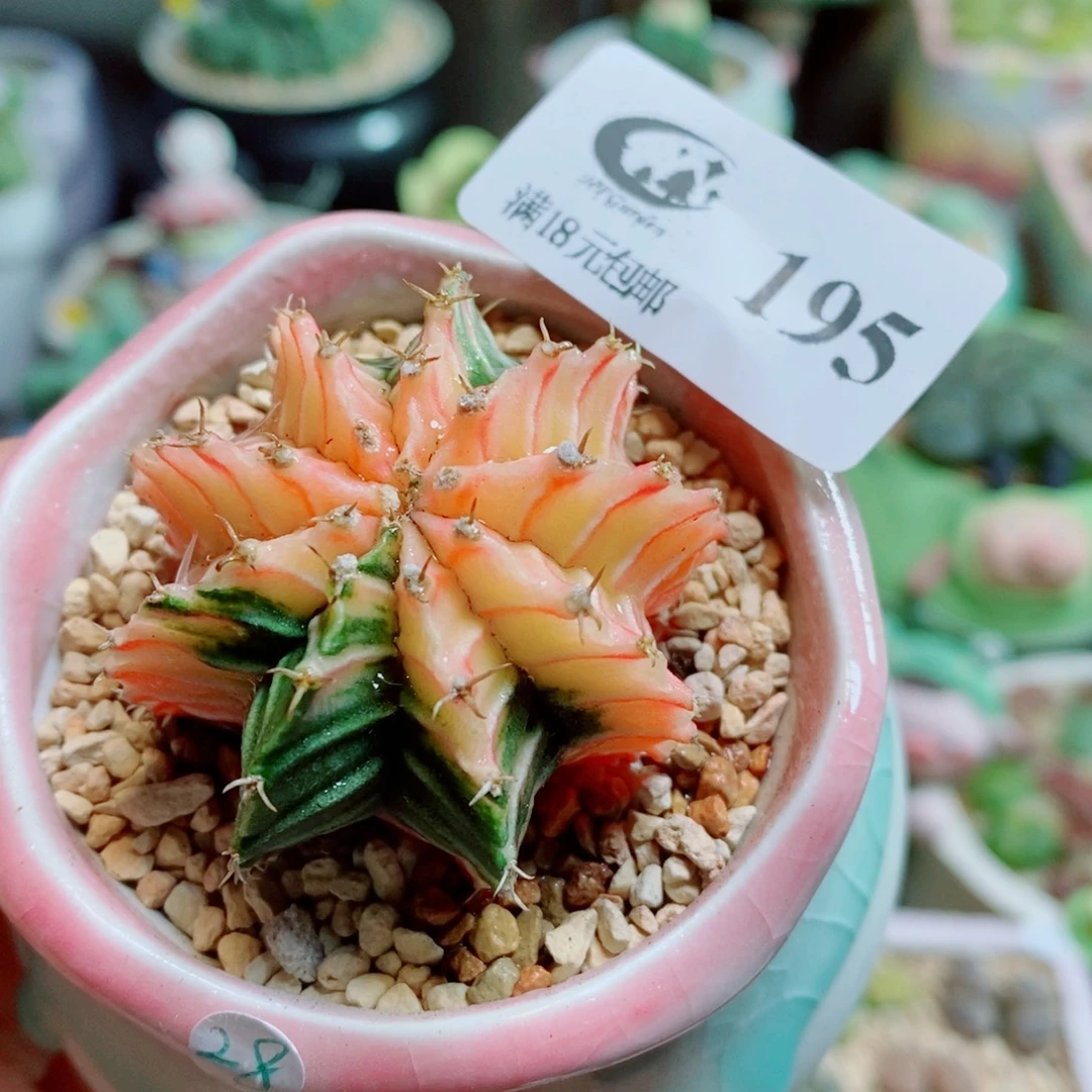 生石花花花花开了195