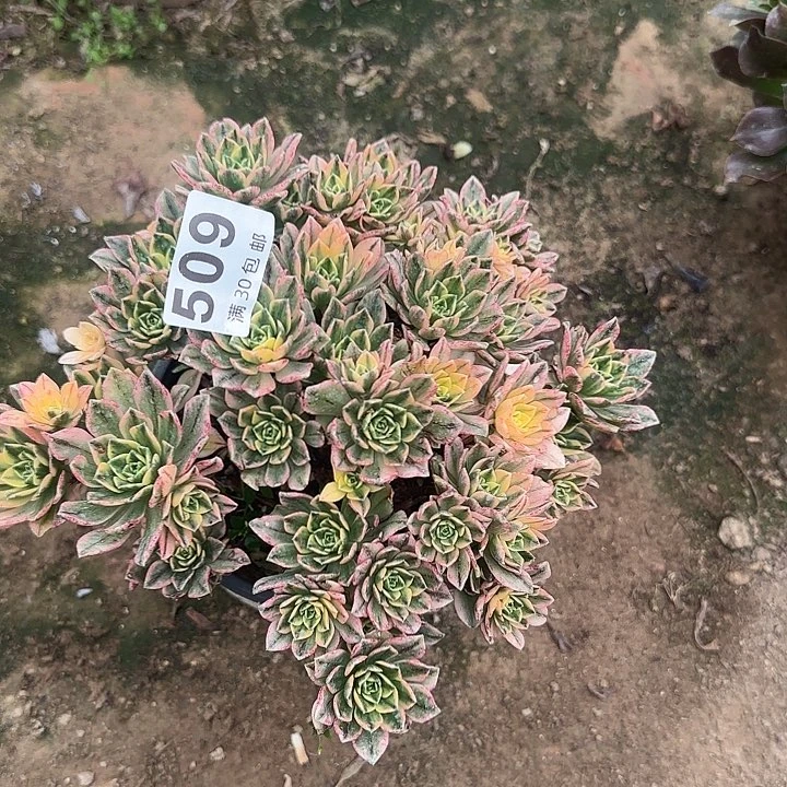 509。