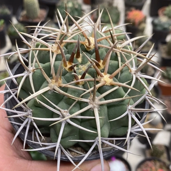 实生碧岩玉特价福利