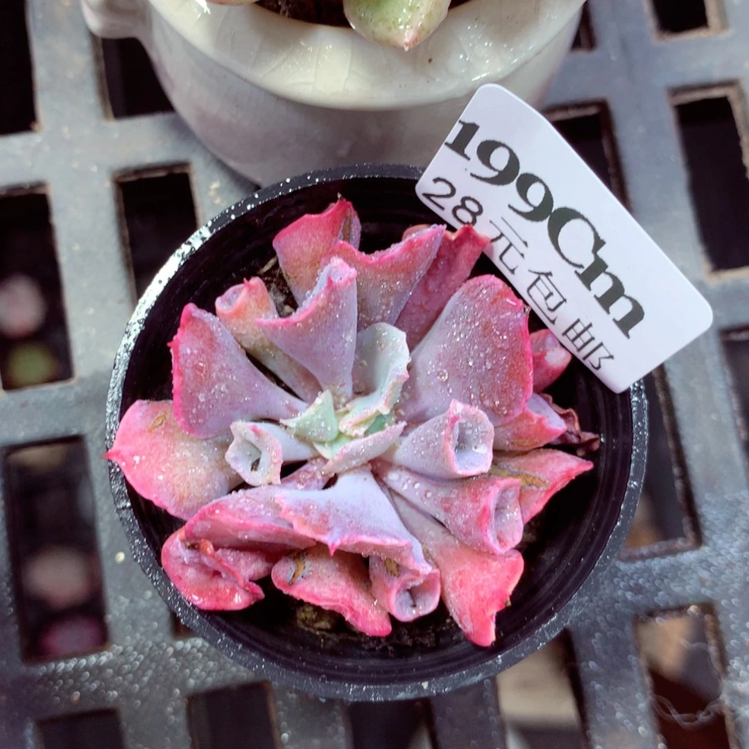 5厘米盆精控多肉199