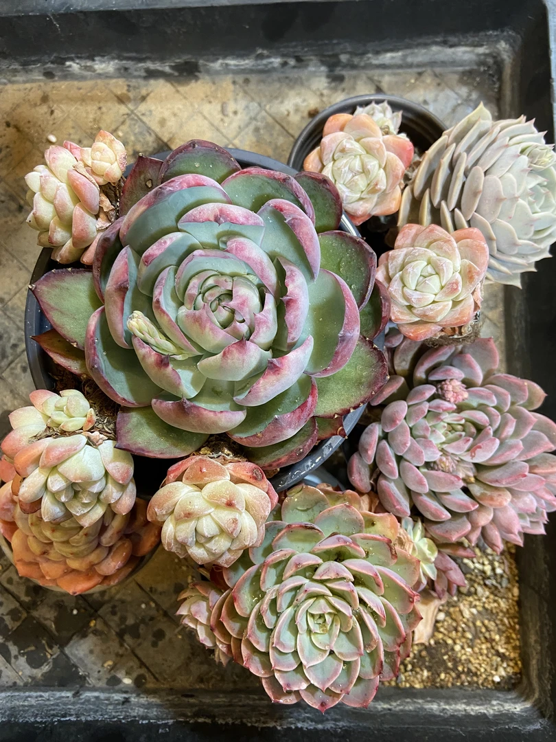 新年套餐十全十美（共十颗）阳台多肉盆栽