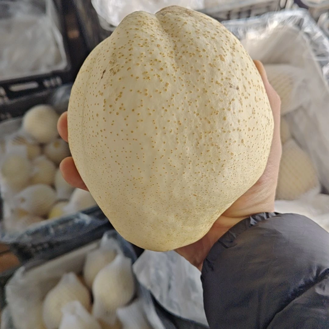 酥梨超大果，一箱四个，单个个头1.7斤以上