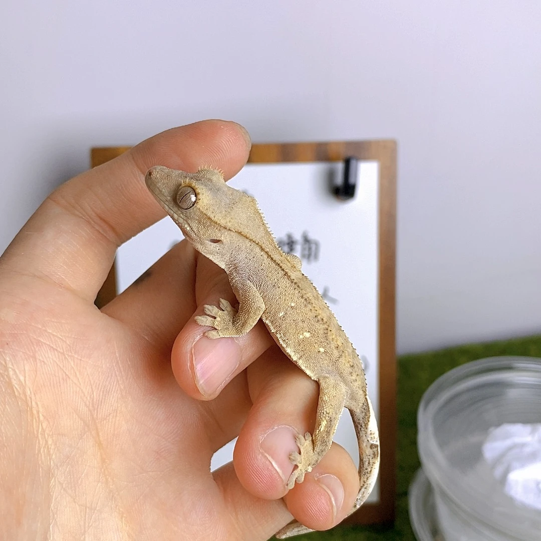 睫角守宫双红波点