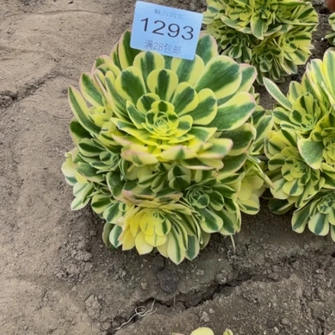 木*辛尼亚多肉多肉1293