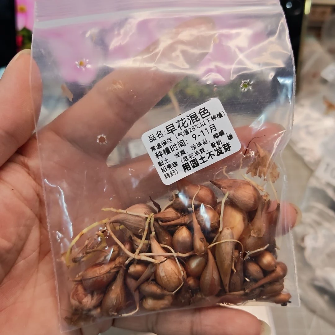 酢浆草早花混色一份