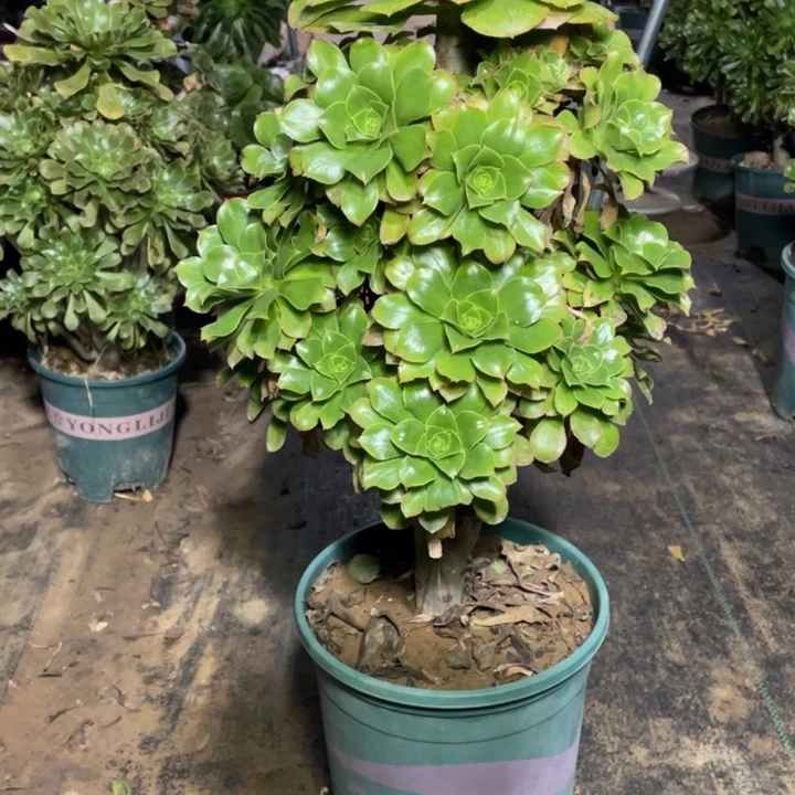 27君美丽多肉植物多肉植物