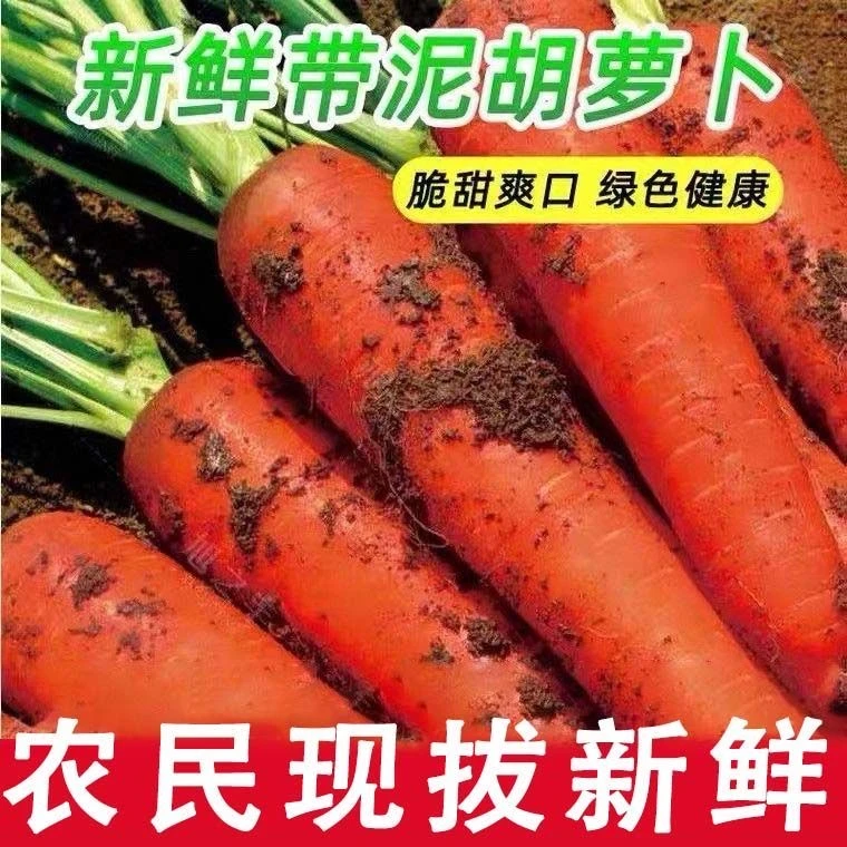 新鲜蔬菜应季蔬菜生吃榨汁沙拉现挖现发5斤9斤
